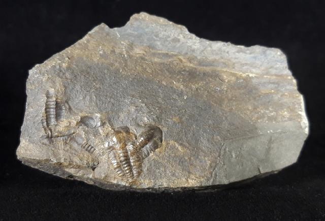 Ellipsocephalus hoffi (SCHLOTHEIM 1823) - Bild © FossNet FossilienStore